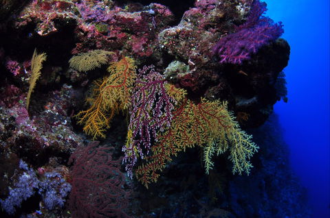 Around The Bend Dive Site - St Kilda Accommodation 0