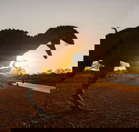 Australian Dinosaur Trail - St Kilda Accommodation
