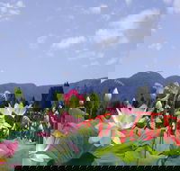 Blue Lotus Water Garden - St Kilda Accommodation