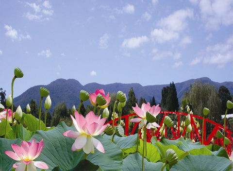 Blue Lotus Water Garden - St Kilda Accommodation 0