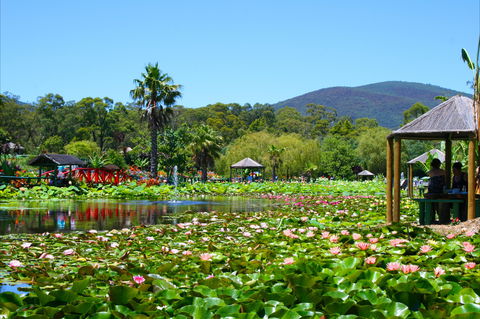 Blue Lotus Water Garden - St Kilda Accommodation 1