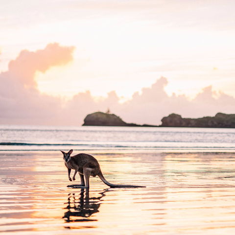 Cape Hillsborough – A Low Tide Fishing Adventure - St Kilda Accommodation 0
