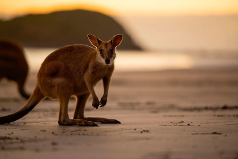 Cape Hillsborough – A Low Tide Fishing Adventure - St Kilda Accommodation 1
