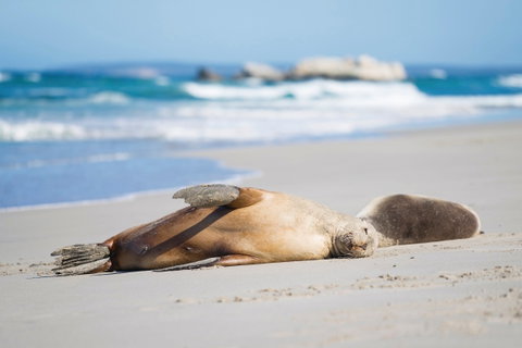 Cape Gantheaume Conservation Park And Wilderness Protection Area - St Kilda Accommodation 0