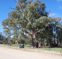 Giant Gum Tree - St Kilda Accommodation