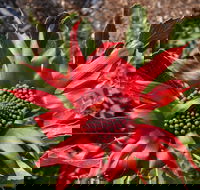 Inverawe Native Gardens - St Kilda Accommodation