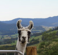 Llama Walks Tasmania - St Kilda Accommodation