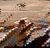 Monarto Safari Park - St Kilda Accommodation