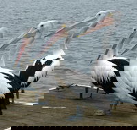 Pelican Feeding - St Kilda Accommodation