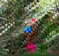 TreeTop Challenge - Sunshine Coast - St Kilda Accommodation
