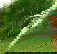 Whitsunday Green Club Golf - St Kilda Accommodation