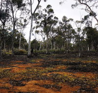 Woylie Walk Dryandra Woodland - St Kilda Accommodation