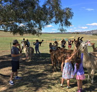 Alpaca Magic Stud - St Kilda Accommodation