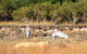 Cape Keraudren Nature Reserve - thumb 0
