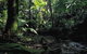 Cape Tribulation, Daintree National Park - thumb 2