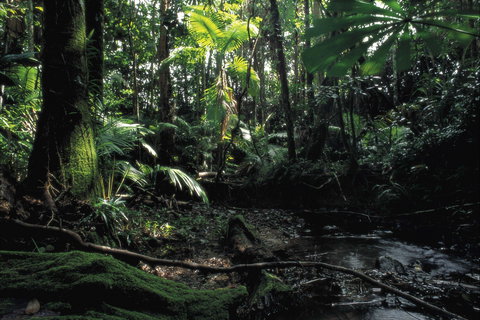 Cape Tribulation, Daintree National Park - St Kilda Accommodation 2