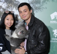 Cleland Wildlife Park - Koala Hold - St Kilda Accommodation