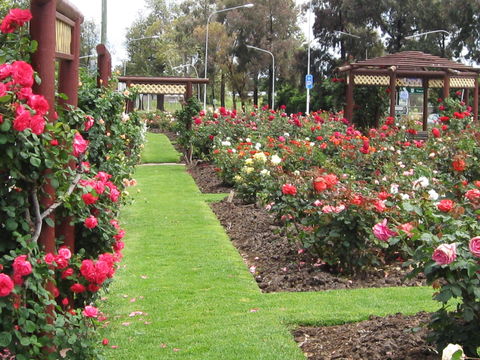 Cowra Rose Garden - St Kilda Accommodation 0