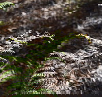 Langwarrin Flora and Fauna Reserve Walking Trails - St Kilda Accommodation