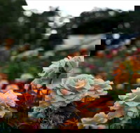 Newtown Park State Rose Garden - St Kilda Accommodation