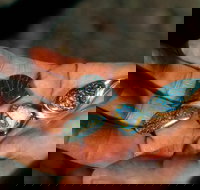 Opalton - St Kilda Accommodation