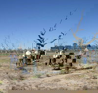 Sturt's tree walk - St Kilda Accommodation