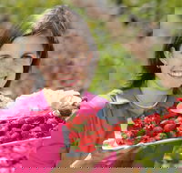 The Super Strawberry - St Kilda Accommodation