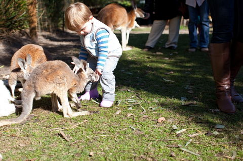 Animals And Family Fun - St Kilda Accommodation 1