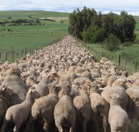 Curringa Farm - Accommodation and Farm Tours - St Kilda Accommodation