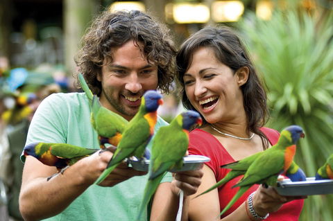 Currumbin Wildlife Sanctuary - St Kilda Accommodation 0