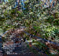 Dawson River Walking Track - St Kilda Accommodation