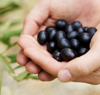 Eat Pick Grow Trail - Wanneroo and Chittering - St Kilda Accommodation