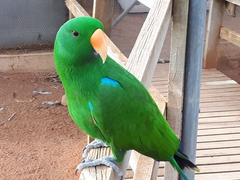 Eyre Reptile & Wildlife Park - St Kilda Accommodation 0