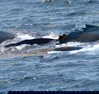Gerringong Whale Watching Platform - St Kilda Accommodation