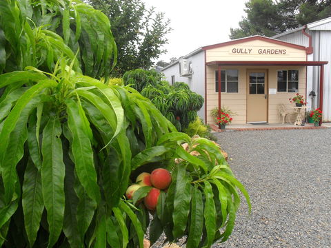 Gully Gardens - St Kilda Accommodation 0