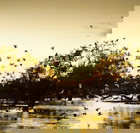 Kinchega Homestead Billabong Walk - St Kilda Accommodation