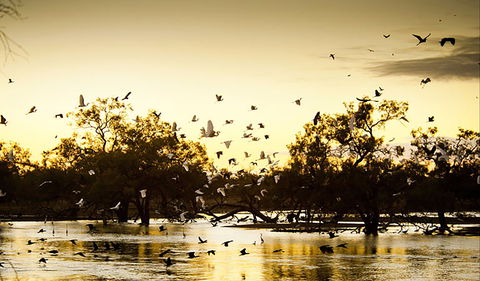 Kinchega Homestead Billabong Walk - St Kilda Accommodation 0