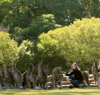 Lone Pine Koala Sanctuary - St Kilda Accommodation