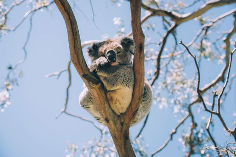 Samford Conservation Park And Bunyaville Conservation Park - St Kilda Accommodation 2