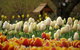 Tulip Top Gardens - thumb 0