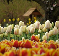 Tulip Top Gardens - St Kilda Accommodation