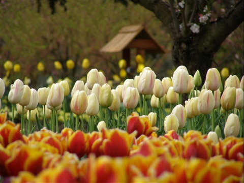 Tulip Top Gardens - St Kilda Accommodation 0