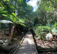 Wirrawilla Rainforest Walk - St Kilda Accommodation