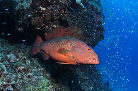 Anchor Bommie Dive Site - St Kilda Accommodation 0