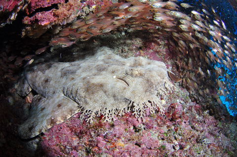 Anchor Bommie Dive Site - St Kilda Accommodation 1