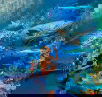 Cairns Aquarium - St Kilda Accommodation