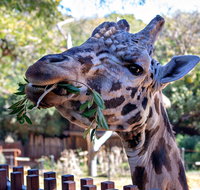 Perth Zoo - St Kilda Accommodation