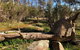 Pine Gully Nature Trail - thumb 1
