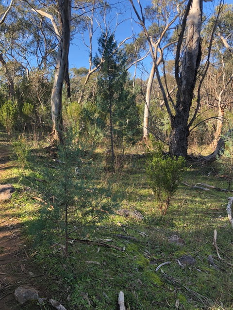 Pine Gully Nature Trail - St Kilda Accommodation 2