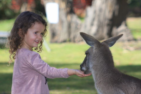 Potoroo Palace Native Animal Sanctuary - St Kilda Accommodation 1